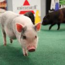 Pigs are on the scene of this year's Puppy Bowl!