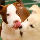 Time out for a lick.