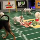 Puppies in action!