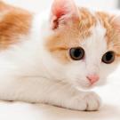 Kitten Cuteness