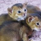 Abyssinian kittens