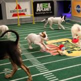 Puppies in action!