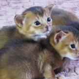Abyssinian kittens