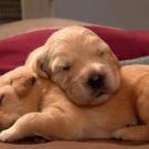 Snoozing pups.