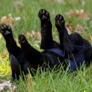 One of the Labrador Retriever puppies rolls around in the grass.