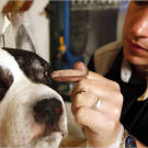 American Stuffers on Animal Planet.