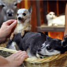 American Stuffers on Animal Planet.