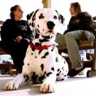 The people in the background are Maureen Haskell and Dawn Haskell-Carbone.
Timmy, Tommy, and Kenny Haskell were destined to join their family's business -- the NYFD. When their dad died, Timmy moved back in with his mother, Maureen, and he decided he wanted dog -- a Dalmatian named Blaze. He and Blaze were soul mates. On the morning of 9/11 all three brothers responded to the scene. Timmy and Tommy were in the towers when they fell. Maureen lost two sons. Completely devastated, the family leaned heavily on Blaze, trying to hold onto anything that reminded them of their sons. Blaze's unconditional love helped the family celebrate the lives of their hero sons rather than dwell on the way they died.
Pictured are Maureen Haskell and Dawn Haskell-Carbone with a Dalmation who resembles their beloved Blaze, who passed away in 2006.