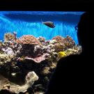 Aquariums welcome a part of nature into our homes that we may never otherwise see. Shaping these sunken communes, though, can come with a hefty price tag. After spending a fair bit of money on a tank, lighting, filtrations and corals, you're still missing the best part — the fish!
While all you may need is an imagination to concoct a fish tank, there is a lot to consider when it comes to a fish's value and compatibility with your tank's other aquatic life. Saltwater fish tend to be more expensive than freshwater fish because of their beauty, size and the risk involved in catching them. While a Yellow Tang would certainly brighten up any tank, an Orange Tail Fiji Puffer is half the price and more interactive. "Puffers have more personality than most other fish," said Brett Raymer, starring in Animal Planet's new show Tanked. "They know their owners and they are like puppies when it's time to eat."
Fish are amazing and unique pets. If you are looking to start a tank, here's a list of fish for every budget.