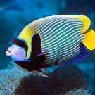 Angelfish