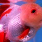 Goldfish