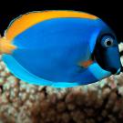 Tangs