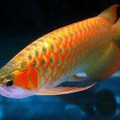 Arowana