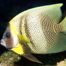Butterflyfish