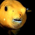 Puffers