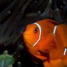 Clownfish