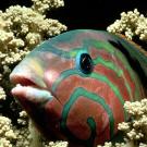 Wrasse