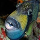 Triggerfish