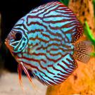 Discus Fish