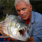 African tigerfish