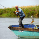 African tigerfish