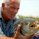 African tigerfish
