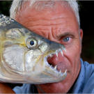 African tigerfish