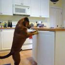 Rufus helps himself.
