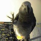 Mardi bad bird offers a slightly rude gesture.