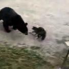 This cat shows a local black bear who's boss.