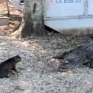 This cat stands his ground with an interloping alligator.