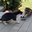 Hands off my food!