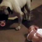 Pacifier thief!