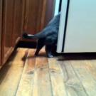 Sneaking into the fridge for a midnight snack.