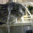 Cooling off under the faucet.