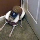 Hogging the peanut butter has its consequences.