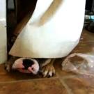 Roxy tries to hide.