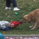 This dog attempts his own version of a hat trick!