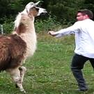 Don't mess with this llama.