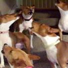 Howling basenjis make beautiful music together.