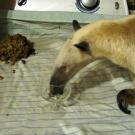 Only the finest will do for this anteater.