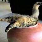 The winner of this year's vase diving championship!