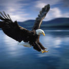 Bald eagle diving for a catch. Tongass National Forest, Alaska