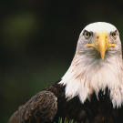 Bald eagle perched in a tree.