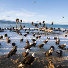 Bald eagles on beach in Homer, Alaska