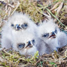Three bald eagle chicks in nest. Katmai National Park and Preserve, Alaska