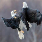 Bald eagles fighting in mid air. Chilkat Bald Eagle Preserve, Alaska