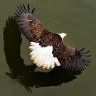 Bald eagle flying low on water surface.