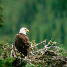 Bald eagle in nest.