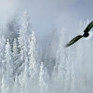Bald eagle and snowy pine trees